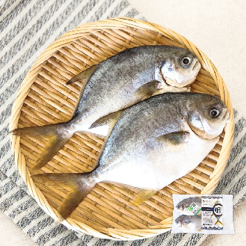一夫水產 臺灣黃金鯧