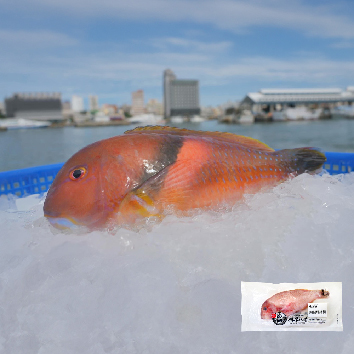 媽宮水產 澎湖手釣野生紅衣寒鯛